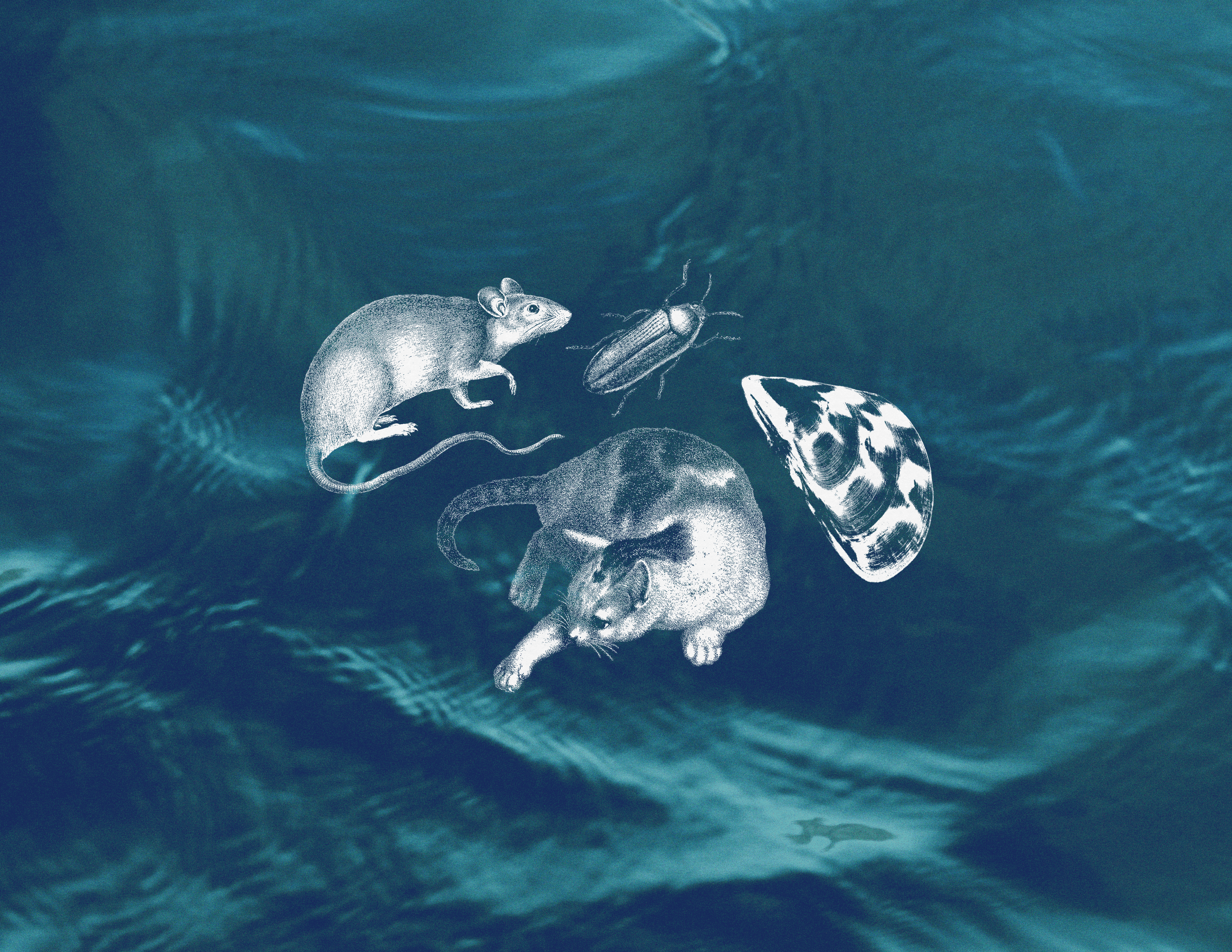 The Maryland Anthropocene